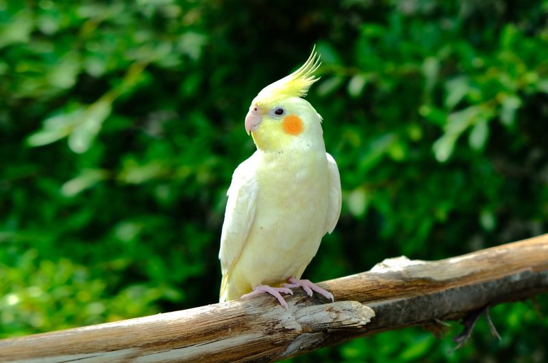 Cockatiels