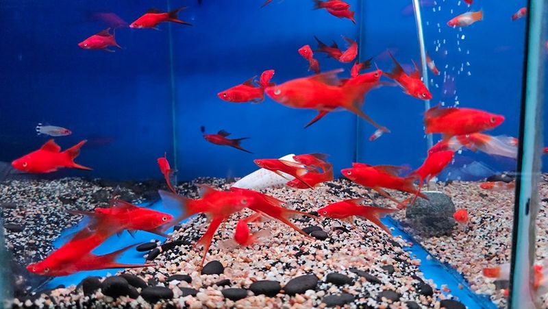 Swordtail