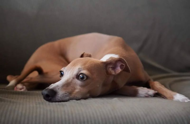 Italian Greyhound