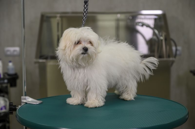 Maltese
