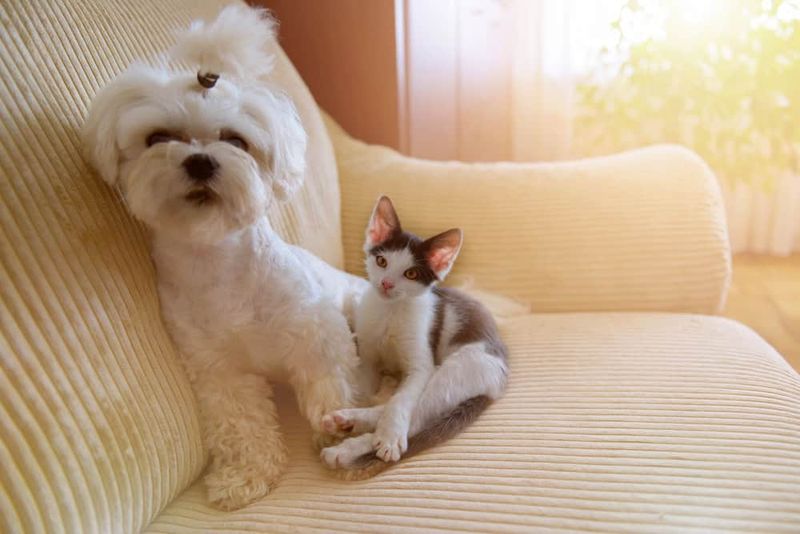 Maltese