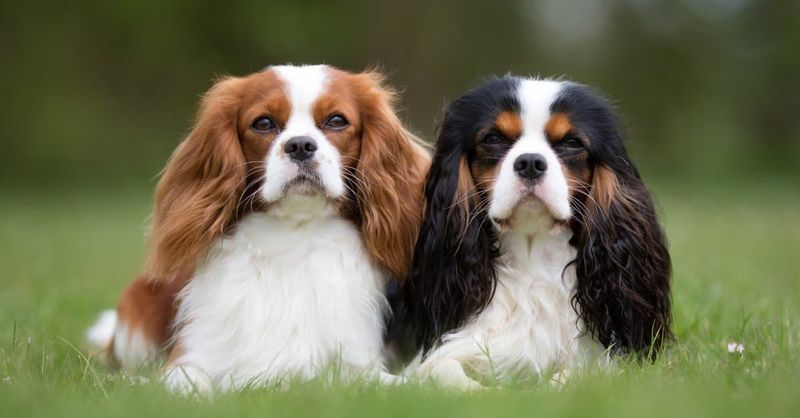 Cavalier King Charles Spaniel
