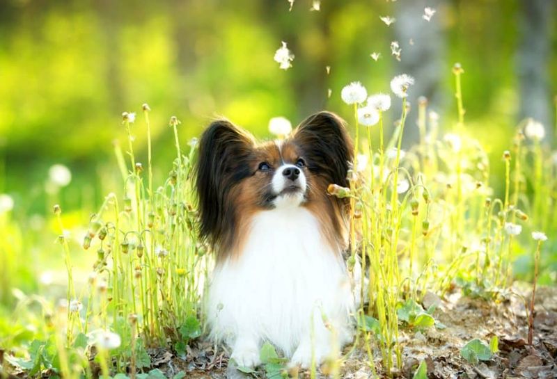 Papillon