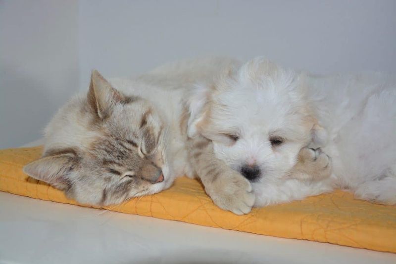 Maltese