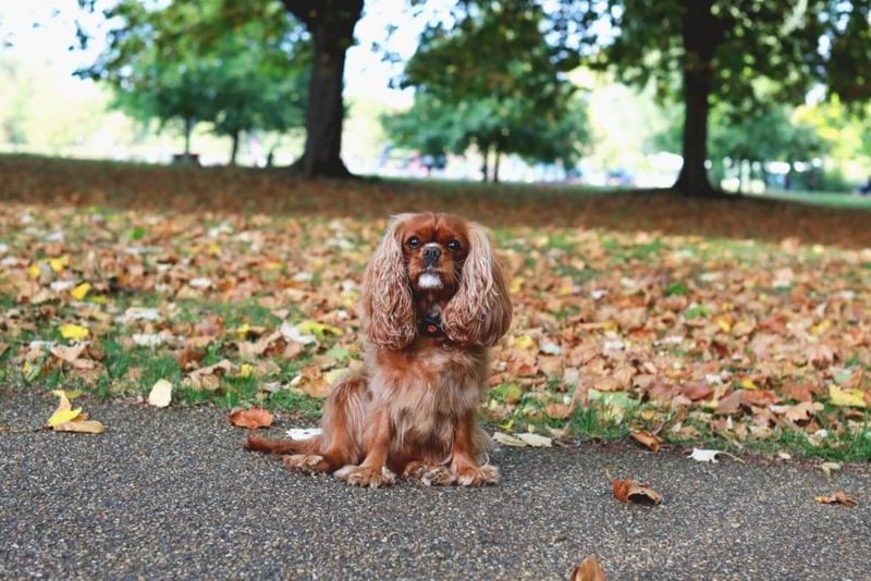 Cavalier King Charles Spaniel Challenges