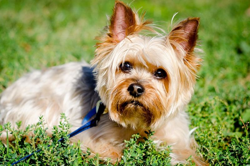Yorkshire Terrier