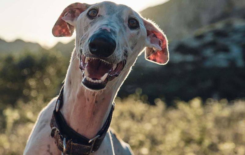 Greyhounds
