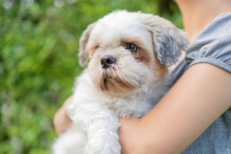 Shih Tzu