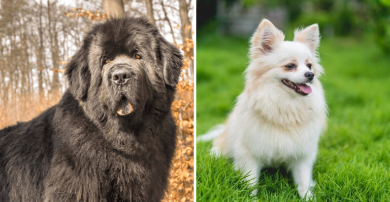 Big Or Small? 8 Giant And 8 Tiny Dog Breeds (Plus Expert Tips For Each)