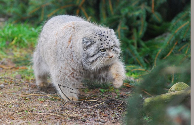Pallas's Cat