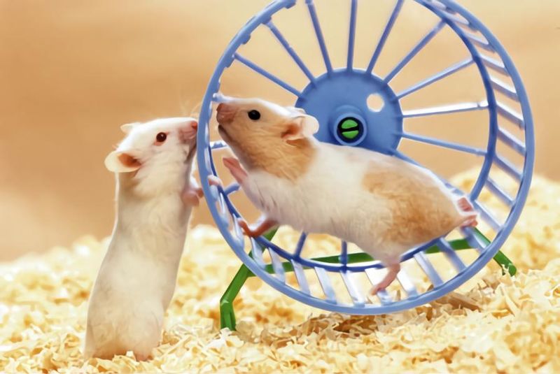 Hamsters