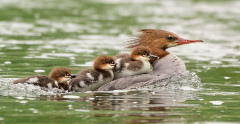 Birds That Carry Their Babies In The Most Unexpected Ways