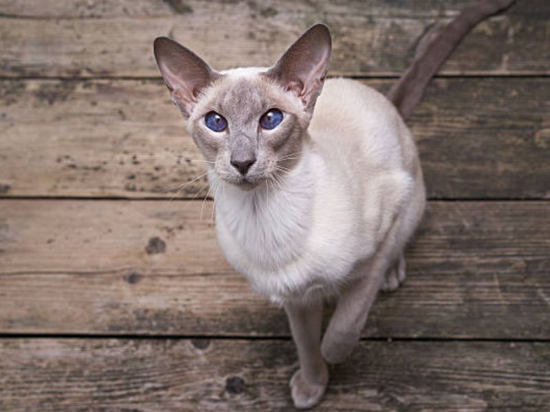 Oriental Shorthair