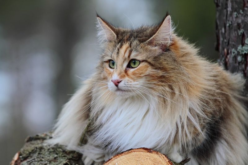 Norwegian Forest Cat