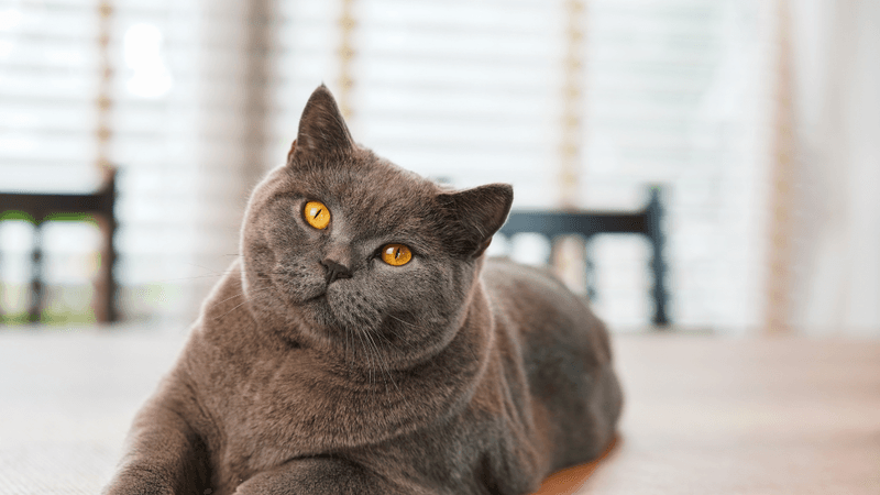 British Shorthair