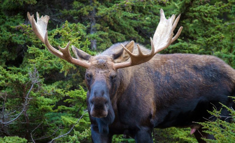 Moose