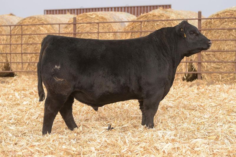 Prize-winning Cattle