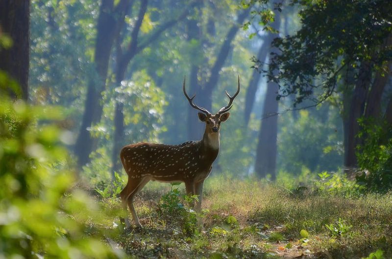 Deer