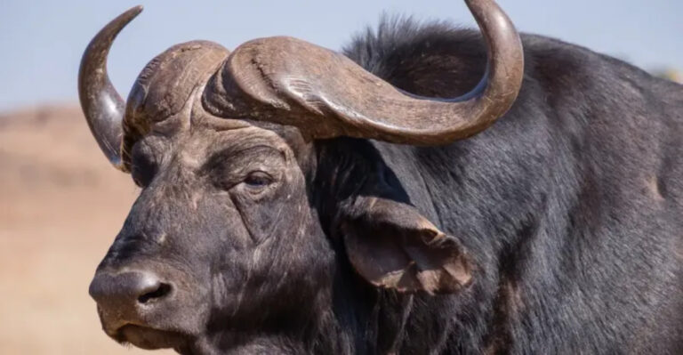 Bison Vs. Buffalo And 14 Other Animal Name Mix-Ups Explained