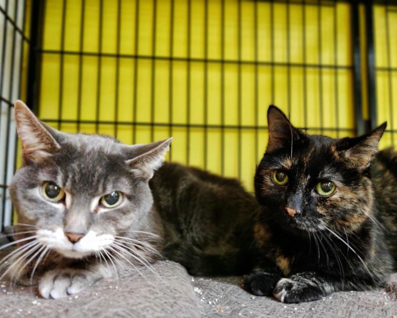 Bonded Pairs