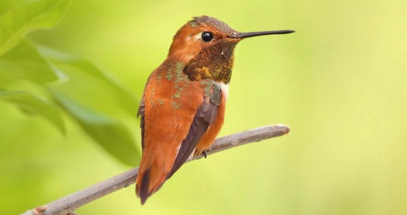 Rufous Hummingbird