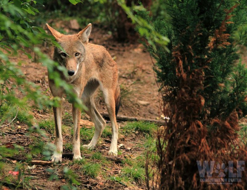 Red Wolf
