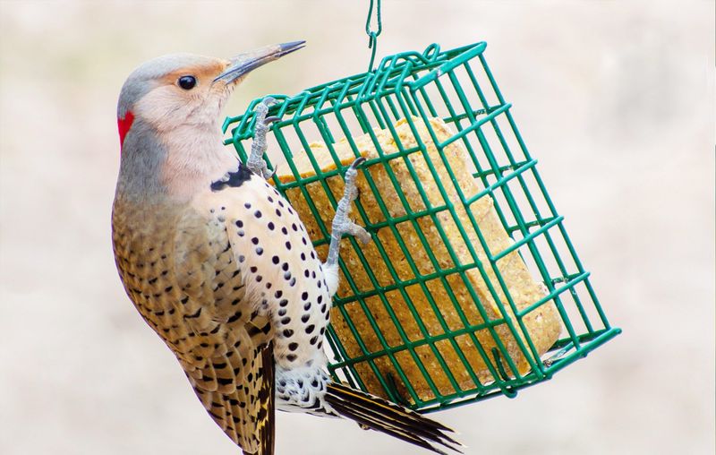 Suet Cakes
