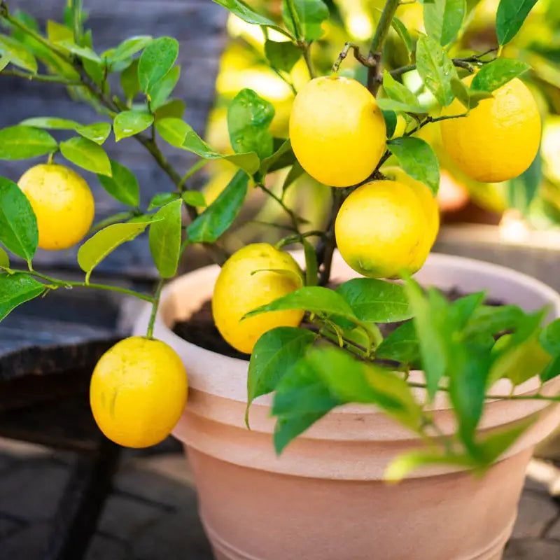 Lemon