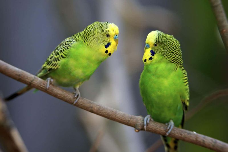 Budgerigar