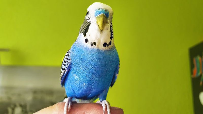 Budgerigar