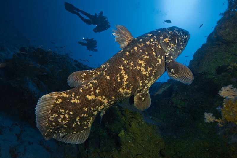 Coelacanth