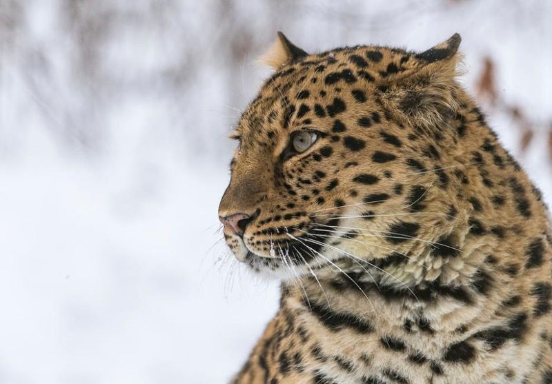 Racing Against Time: Amur Leopard