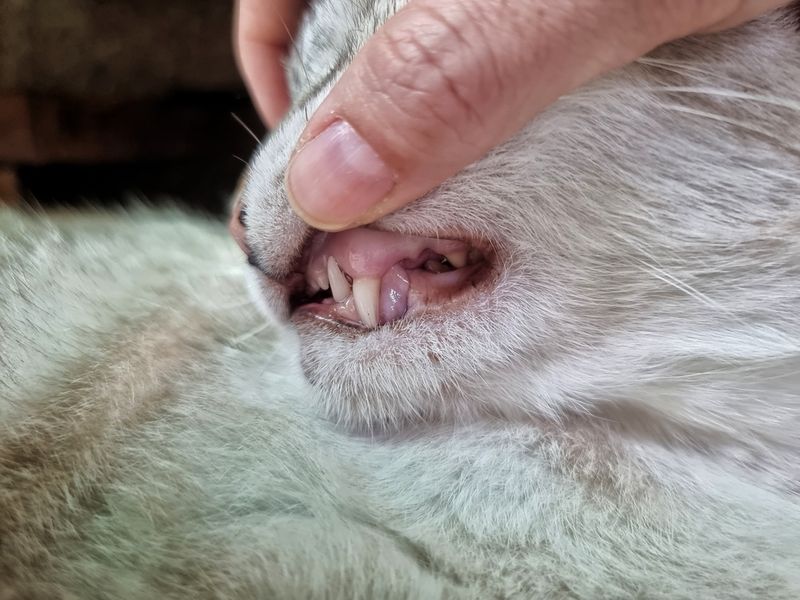 Feline Leukemia Virus