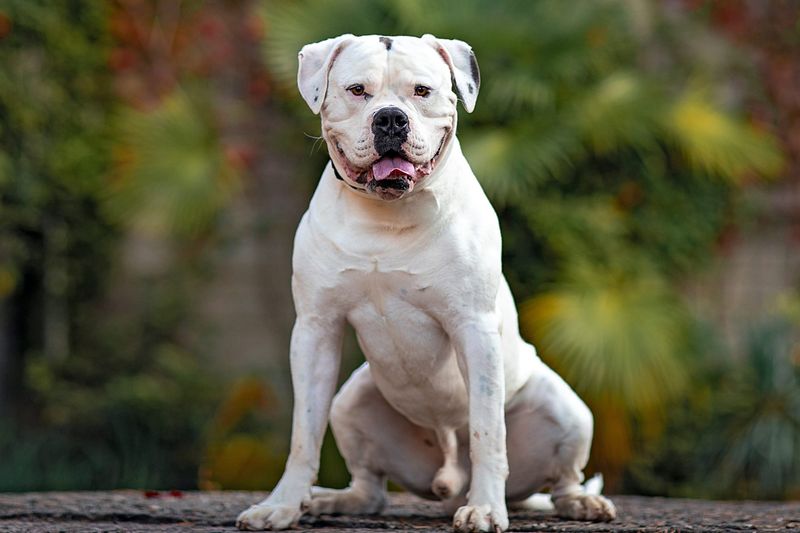Bulldog (American)