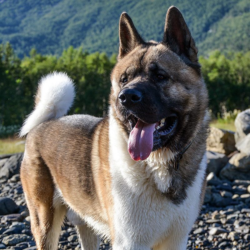 Akita
