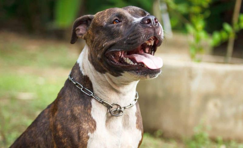 Bull Terriers: The Rat Catchers