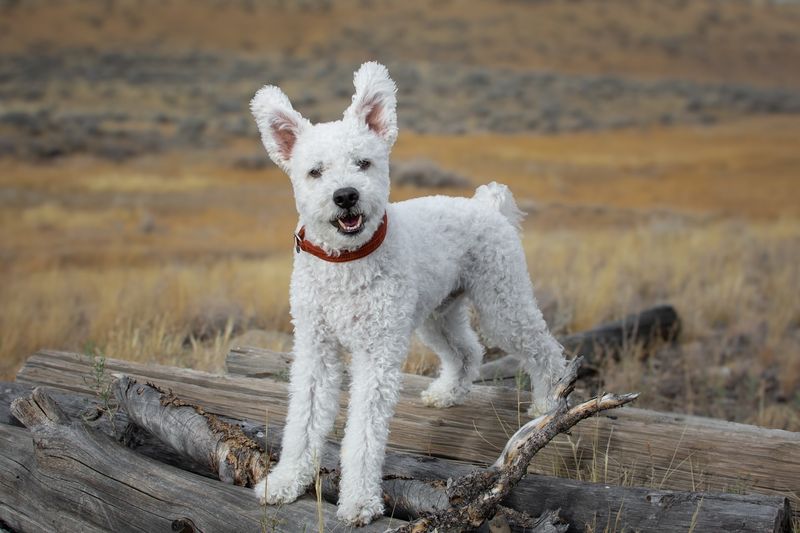Pumi