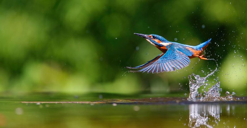 Kingfisher