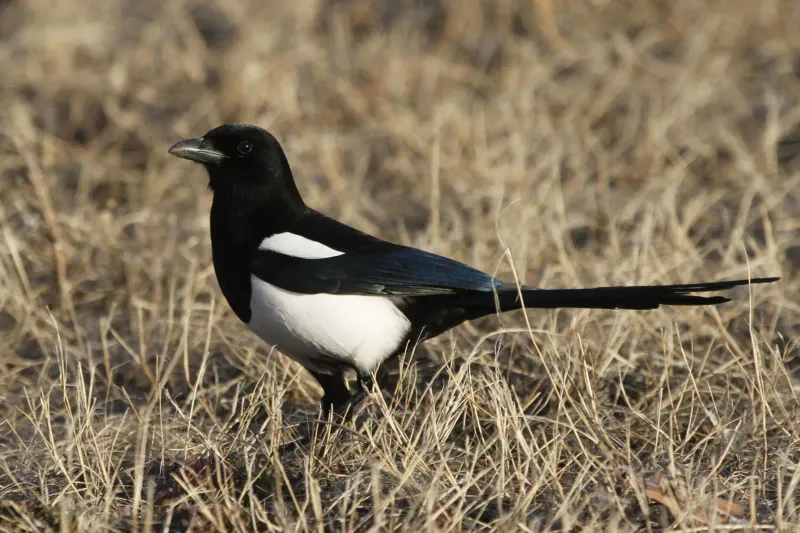 Black-billed Magpie