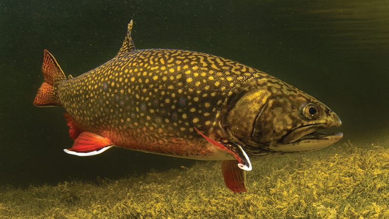 Silver Trout