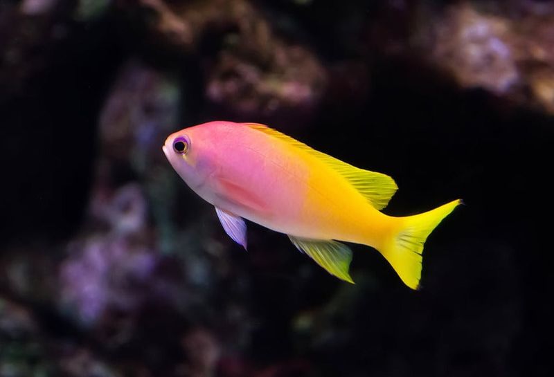 Anthias