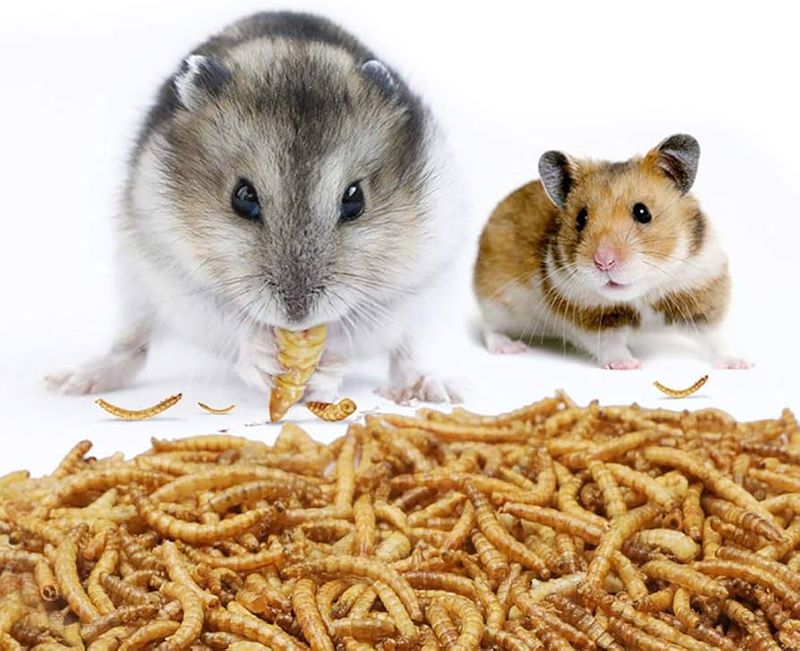 Mealworm Munchies