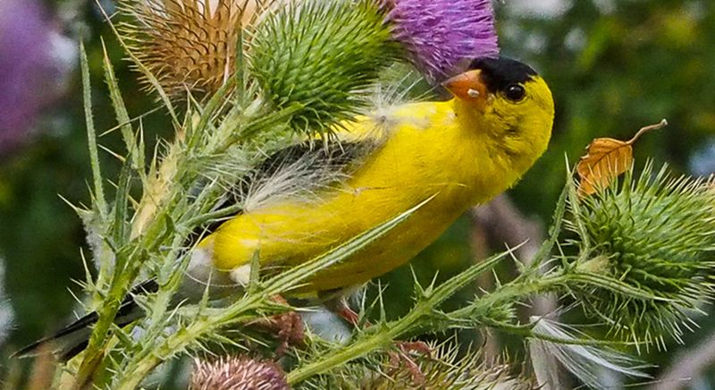 Sunshine In Feathers