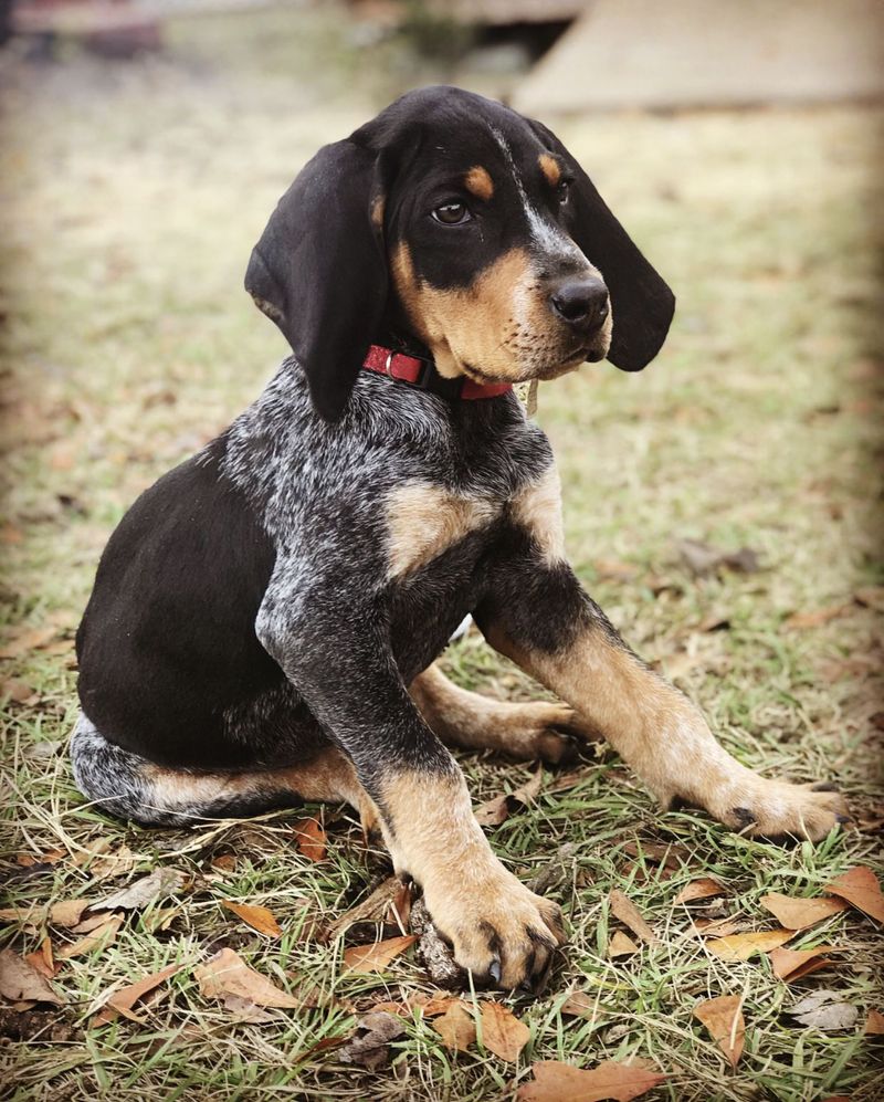 Bluetick Coonhound