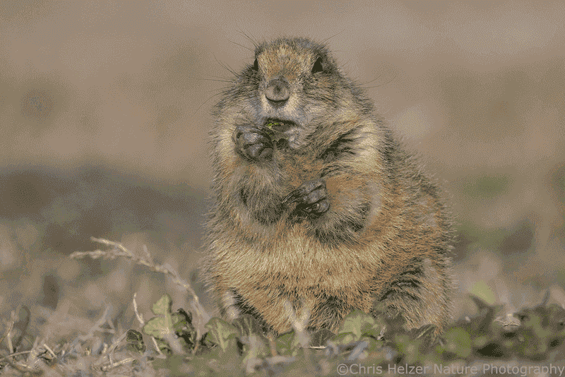 Prairie Dogs' Diet
