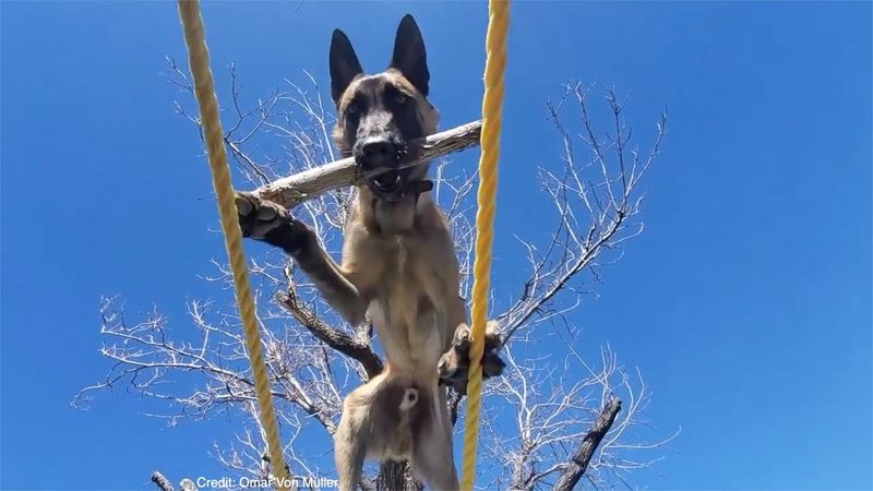Belgian Malinois