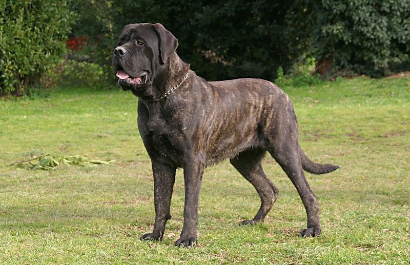 English Mastiff: The Gentle Giant