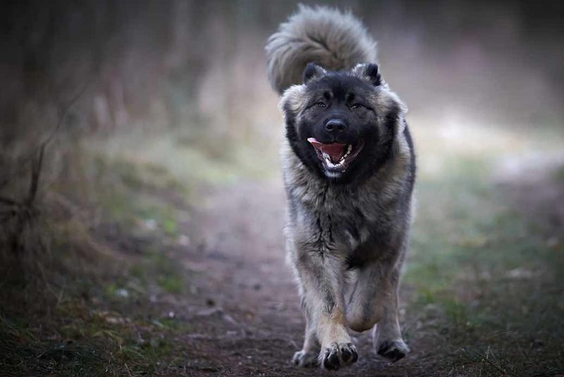 Caucasian Shepherds