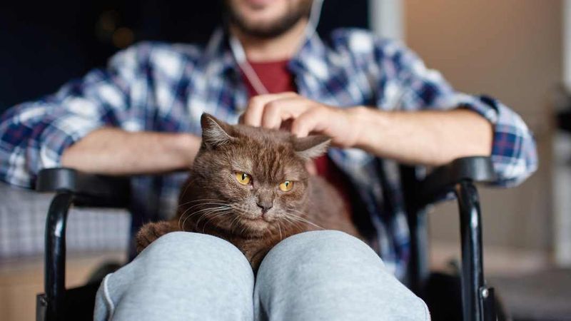 Exotic Shorthair: Teddy Bear Therapists