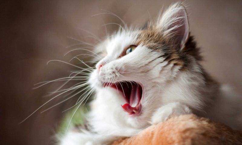 Chronic Infections Taking A Toll